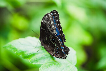 Black butterfly on a flower.