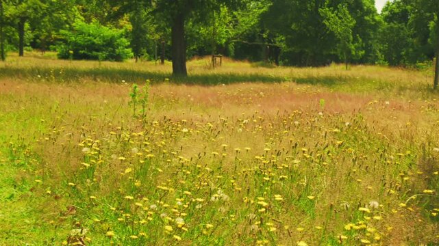 Wild flowers West Ham Park. London, UK, 7 July 2024