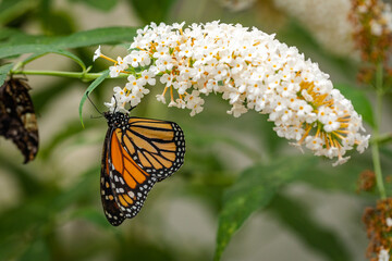 Danaus plexippus - a migratory butterfly from the Nymphalidae family called the Danaus plexippus, the monarch or the monarch.