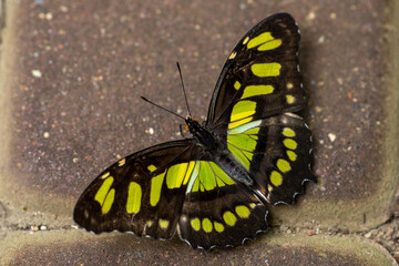 Butterfly Philaethria dido, the rare bamboo swallowtail or longwing dido. A butterfly from the Nymphalidae family.