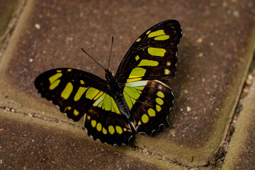 Butterfly Philaethria dido, the rare bamboo swallowtail or longwing dido. A butterfly from the Nymphalidae family.