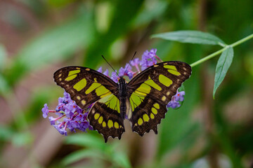 Butterfly Philaethria dido, the rare bamboo swallowtail or longwing dido. A butterfly from the Nymphalidae family.