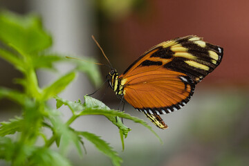 Butterfly Eueides isabella - a species of butterfly from the Rusalidae family and subfamily Heliconiinae.