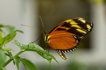 Butterfly Eueides isabella - a species of butterfly from the Rusalidae family and subfamily Heliconiinae.
