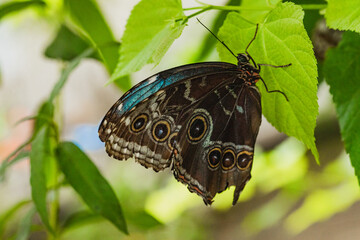 Butterfly Caligo Martia. Butterfly fromthe family Nymphalidae. The species can be found in Brazil.