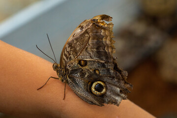 Butterfly Caligo Martia. Butterfly fromthe family Nymphalidae. The species can be found in Brazil.