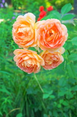 Delicate beige roses bloom in a flower bed