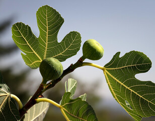 Fototapeta premium A branch with green figs