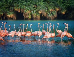 Obraz premium group of flamingos in the lake