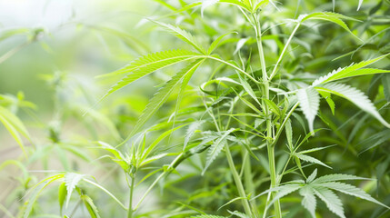 Hemp Plants growing outside in the Sun. Hemp growing outside. Hemp Plants outside. Superfood. Medical Hemp