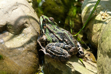 Marsh frog