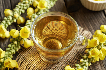 A cup of herbal tea with fresh blooming mullein or Verbascum densiflorum plant