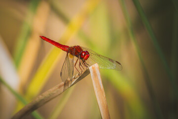 scarlet dragonfly in the morning light