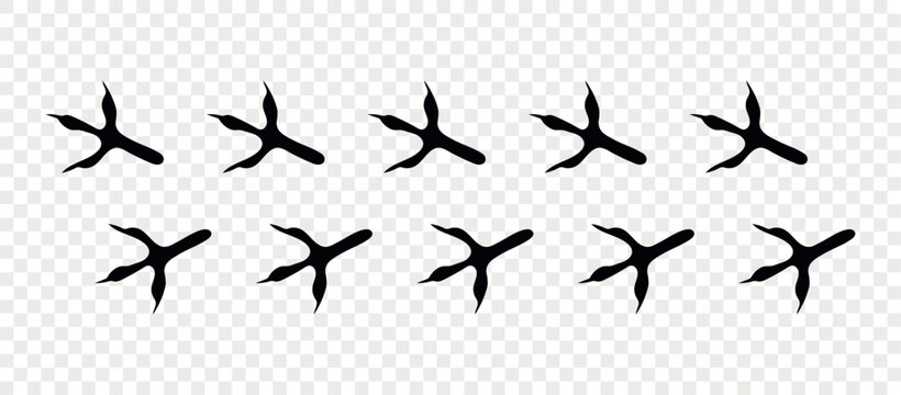 Footpath trail of animals. Eagle paws. Eagle paws walking randomly print vector isolated on checkered background.