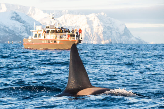 Orcas im norwegischen Fjord Atlantik Winter