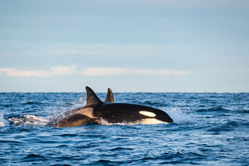 Orcas im norwegischen Fjord Atlantik Winter