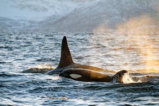 Orca Mutter mit Jungem in Norwegen Fjord