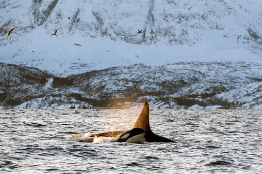 Orca Mutter mit Jungem Norwegen