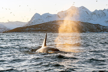 Orka im Nordatlantik Norwegen © Tino Neitz