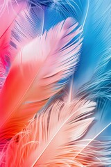 Fototapeta premium Colorful Feathers Close-Up