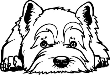 West Highland White Terrier - Lying dog vector stock isolated illustration on white background.