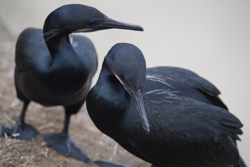 Pair of Brandt's Cormorants on the seaside near La Jolla