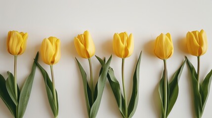 Yellow tulips arranged on a white surface