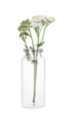 Yarrow flowers in glass bottle isolated on white