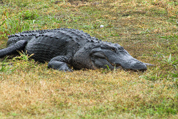 American Alligator resting on the grass.