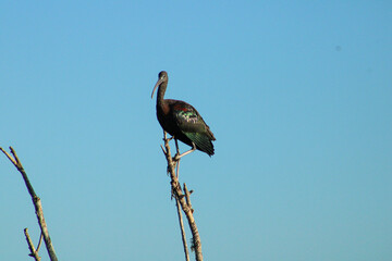 Glossy Ibis at top of tree in the early morning sunlight.