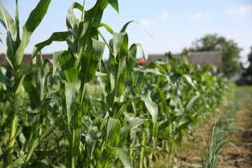 Green corn plants growing in field on sunny day, space for text