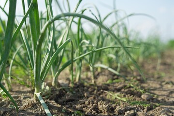 Young green onion sprouts growing in field, closeup