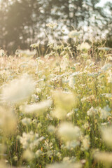 Dreamy scene with blooming wild carrot flowers in July on a summer day in Latvia