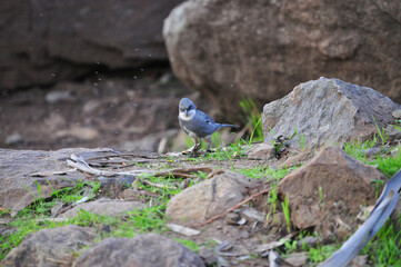 Common diuca among the rocks, small bluish bird