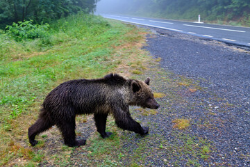 Europäischer Braunbär kreuzt eine Straße bei Nebel // European Brown bear crosses a road in fog (Ursus arctos arctos) - Karpaten, Rumänien / Carpathians, Romania © bennytrapp