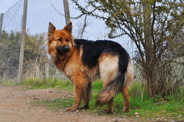 Beautiful young German shepherd in a rural area