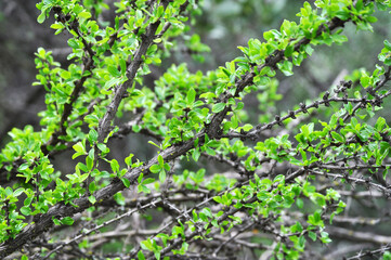 Dry branches in winter with buds of new leaves