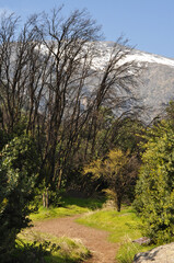 Path with vegetation in the Andes Mountains, Broken of Macul, Santiago, Chile