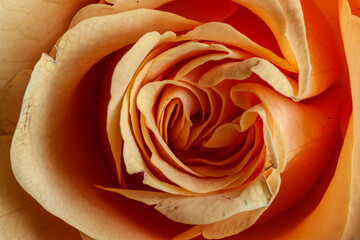 Rose makro © marcin