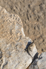 A lizard in the amphitheater of the ancient Lycian city