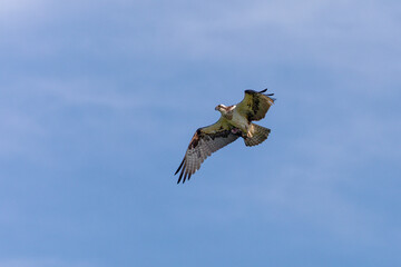 The western osprey (Pandion haliaetus) in flight