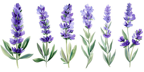 Naklejka premium Lavender flowers, clipart set, illustration in watercolor style isolated on transparent background for wedding invitation, postcard design, scrapbooking, greeting cards. PNG, cutout.