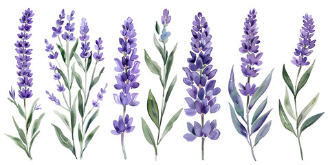 Lavender flowers, clipart set, illustration in watercolor style isolated on transparent background for wedding invitation, postcard design, scrapbooking, greeting cards. PNG, cutout.