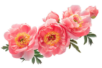 Peonies flowers isolated on transparent background, Top view flat lay. Valentine's, womens, mothers day, birthday or wedding concept. PNG, cutout.