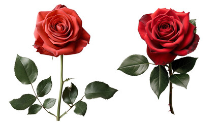 Red rose collection on transparent background.