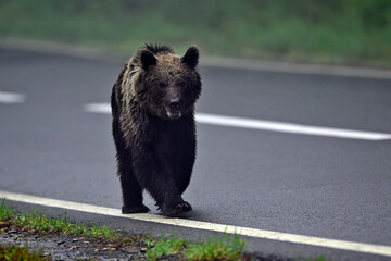 Europäischer Braunbär // European brown bear (Ursus arctos arctos) - Rumänien / Romania © bennytrapp