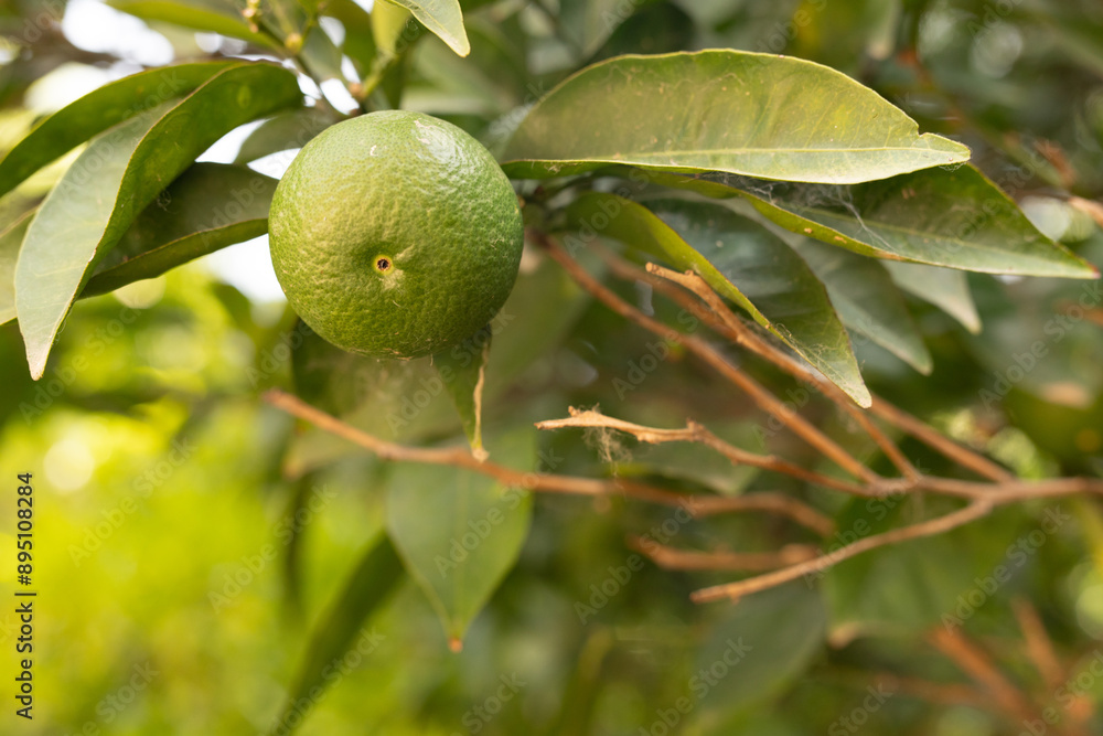 Poster A green lime hangs from a branch on a citrus tree