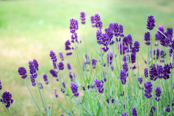 Close up of lavender flowers growing in the garden, blurry background 