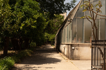 A path lined with trees leads to an old glass greenhouse