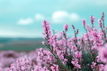 Fototapeta premium Blooming heather. Heathland. Background for physine with flowers. Floral backdrop. Pink flower. Meadow with heather. Moorland